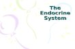 The Endocrine System. Endocrine System The endocrine system is all the organs of the body that are endocrine glands. An endocrine gland secretes endocrine.