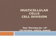 MULTICELLULAR CELLS CELL DIVISION Test: Thursday Jan. 13 th Cell division, mitosis, meiosis.
