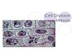 Cell Division Mitosis. Overview of Mitosis 1 Cell (mother cell) divides into 2 Cells (daughter cells) Each new cell is an exact copy of the mother cell.