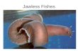 Jawless Fishes. Review of Chordates (fig. 7.51) Table 7.1 dorsal hollow nerve cord notochord (dorsal, elastic supporting rod) paired pharyngeal gill slits.