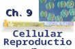 Cellular Reproduction Ch. 9. I.Cellular Growth -Cells grow until they reach their size limit, then they either stop growing or divide.