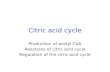 Citric acid cycle Production of acetyl-CoA Reactions of citric acid cycle Regulation of the citric acid cycle.