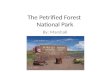 The Petrified Forest National Park By: Marshall. The Park’s Founding The Petrified Forest National Monument was createdDecember 8, 1906 through a proclamation.