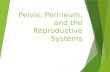 Pelvis, Perineum, and the Reproductive Systems. Objectives  Describe the contents and arrangement of structures in the pelvic cavity in both genders.