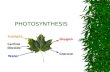 PHOTOSYNTHESIS. Key Idea #12  Photosynthesis transforms light energy to chemical energy which is used to form the key chemical building blocks of living.