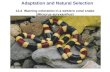 12.4 Warning coloration in a western coral snake (Micrurus euryxanthus) Adaptation and Natural Selection.