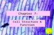 Chapter 7- Cell Structure & Function. I. Life is Cellular A-The Discovery of the Cell It was not until the _________ that scientists began to use microscopes.