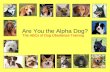 Are You the Alpha Dog? The ABCs of Dog Obedience Training.