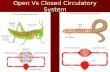Open Vs Closed Circulatory System. Open Open Open ended vessel which blood leaves Blood flows around cells Enters heart through openings Closed Closed