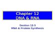 Chapter 12 DNA & RNA Section 12-3 RNA & Protein Synthesis.