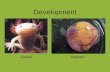 Development AxolotlChicken. Gametogenesis The formation of gametes occurs within the gonads (ovaries and testes.) Spermatogonia and oogonia undergo mitosis.