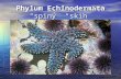 Phylum Echinodermata “spiny” “skin” .