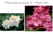 Floriculture Quiz 1 – Plant #1. Plant #2 Slide #3.