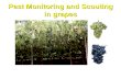 Pest Monitoring and Scouting in grapes. Introduction An ecological approach to managing pests in agricultural crops is known as Integrated Pest Management.