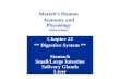 Chapter 23 ** Digestive System ** Stomach Small/Large Intestine Salivary Glands Liver Marieb’s Human Anatomy and Physiology Ninth Edition Marieb  Hoehn.