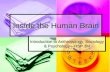 Inside the Human Brain Introduction to Anthropology, Sociology & Psychology—HSP 3M.
