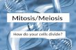 Mitosis/Meiosis How do your cells divide?. A few words before we start….. Haploid:n one set of chromosomes Diploid: 2n two sets of chromosomes.