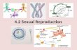 4.2 Sexual Reproduction. Agenda Asexual vs Sexual reproduction Haploid and Diploid cells Meiosis: outcomes & differences from mitosis How gametes are.