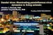 Sendai virus: Illuminating parainfluenza virus dynamics in living animals Charles J. Russell, PhD postdoc: Crystal Burke, PhD Funding: NIAID R01AI083370.