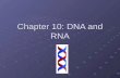 Chapter 10: DNA and RNA DNA Deoxyribonucleic acid Structure of DNA Made up of four subunits called nucleotides Made up of four subunits called nucleotides.