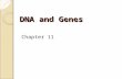 DNA and Genes Chapter 11. 11-1 DNA: The Molecule of Heredity Objectives Analyze the structure of DNA Determine how the structure of DNA enables it to.