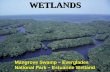WETLANDS Mangrove Swamp – Everglades National Park – Estuarine Wetland.