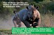 Two of these species are native to Africa and three to Southern Asia. African and the Sumatran rhinos have two horns, the Indian and Javan rhinos have.