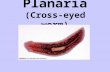 Planaria (Cross-eyed worm). FLATWORMS (Platyhelminthes) INVERTEBRATES no backbone PROTOSTOMES blastopore becomes MOUTH.