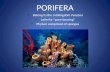 PORIFERA Belong to the subkingdom Parazoa Latin for “pore-bearing” Phylum comprised of sponges.