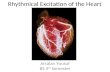 Rhythmical Excitation of the Heart Arsalan Yousuf BS 4 th Semester.