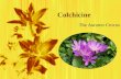 Colchicine The Autumn Crocus. Structure  C 22 H 25 NO 6 C H NO  C 22 H 25 NO 6 C H NO.