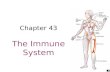 Chapter 43 The Immune System. Concept 43.1: Innate immunity provides broad defenses against infection A pathogen that breaks through external defenses.