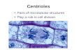 Centrioles Pairs of microtubular structures Play a role in cell division.