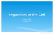 Organelles of the Cell Wednesday, November 18, 20151 Packet #11 Chapter #3.