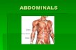 Made up of three major muscles  Transversus abdominis  It is a the innermost muscle. It is a flat muscle that is immediately between the Rectus Abdominis.