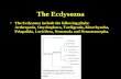 The Ecdysozoa The Ecdysozoa include the following phyla: Arthropoda, Onychophora, Tardigrada, Kinorhyncha, Priapulida, Loricifera, Nematoda and Nematomorpha.