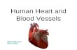 Human Heart and Blood Vessels Intro to the circulatory system.