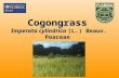 Cogongrass Imperata cylindrica (L.) Beauv. Poaceae.