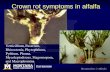 Crown rot symptoms in alfalfa Verticillium, Fusarium, Rhizoctonia, Phytophthora, Pythium, Phoma, Mycoleptodiscus, Stagonospora, and Macrophomina.