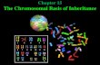 Chapter 15 The Chromosomal Basis of Inheritance. Mendelian inheritance has its physical basis in the behavior of chromosomes during meiosis.