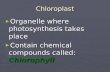 Chloroplast ► Organelle where photosynthesis takes place ► Contain chemical compounds called: Chlorophyll.