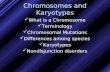 Chromosomes and Karyotypes What is a Chromosome Terminology Chromosomal Mutations Differences among species Karyotypes Nondisjunction disorders.