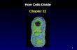 1 How Cells Divide Chapter 12. 2 Outline Cell Division in Prokaryotes Discovery of Chromosomes Structure of Chromosomes Phases of the Cell Cycle Interphase.