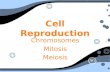 Cell Reproduction Chromosomes Mitosis Meiosis Chromosomes Mitosis Meiosis.