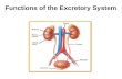 Functions of the Excretory System. Your body must eliminate wastes to remain healthy. These systems function together as parts of your excretory system.