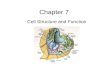 Chapter 7 Cell Structure and Function. Types of Cells.