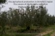 PROJECT COORDINATOR OIKONOMOUDIS IOANNIS The agricultural production in Ormylia’s region The causes of biodiversity reduction The benefits of olives diet.
