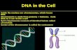 DNA in the Cell Inside the nucleus are chromosomes, which house DNA Chromosome  made from proteins + histones. Coils DNA so it can fit into a cell Each.