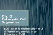 EQ: What is the function of 3 different organelles in an Eukaryotic Cell?