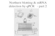 Northern blotting & mRNA detection by qPCR - part 2.